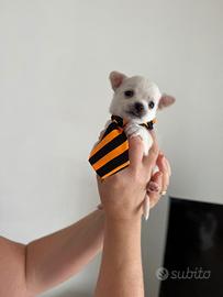 Cuccioli di chihuahua toy maschi
