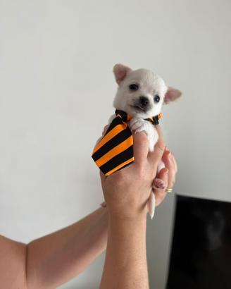 Cuccioli di chihuahua toy maschi