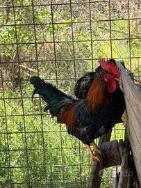 Gallo giovane pepoi