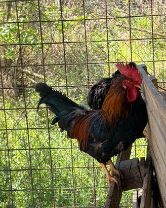 Gallo giovane pepoi