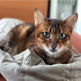 Gatta adulta razza TOYGER