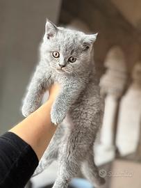 Gattino british short hair