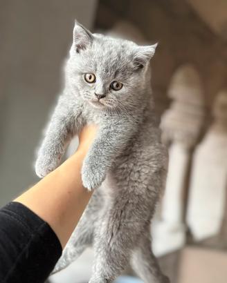 Gattino british short hair