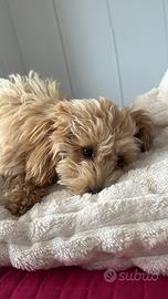 Maltipoo maschio per accoppiamento