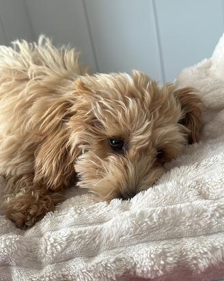 Maltipoo maschio per accoppiamento