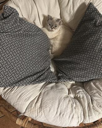 Femmina