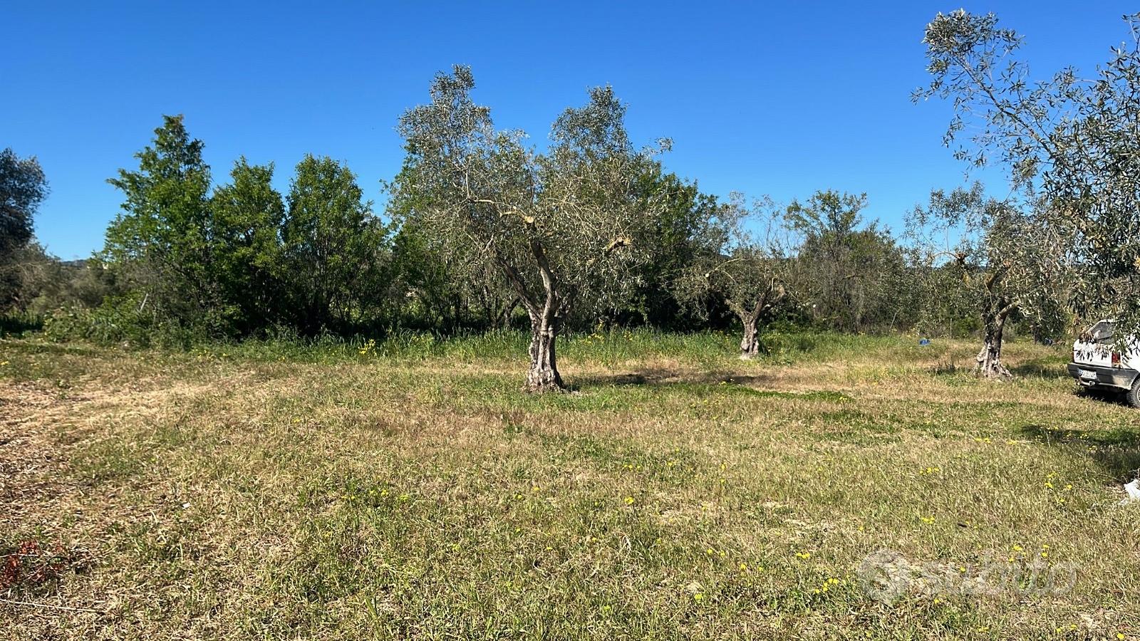 Terreno agricolo con Uliveto, Pauli Arbarei - Vista 3