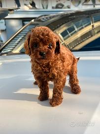 Barboncino Rosso Mini Toy