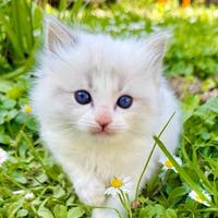 Cuccioli di ragdoll