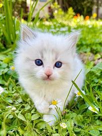 Cuccioli di ragdoll