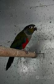 Pyrrhura