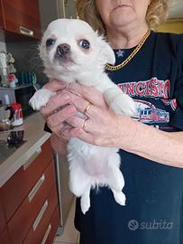 Chihuahua bianca femmina