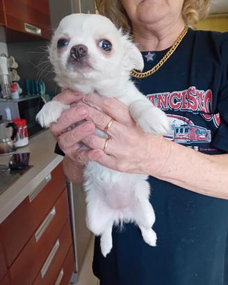 Chihuahua bianca femmina