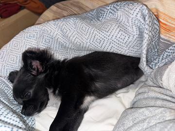 Cucciola chihuahua femmina