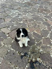 Cucciolo border collie con pedigree