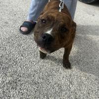 Cane pitbull sono due femmine