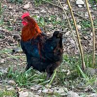 Galli Marans