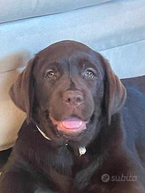 Cucciolo Labrador