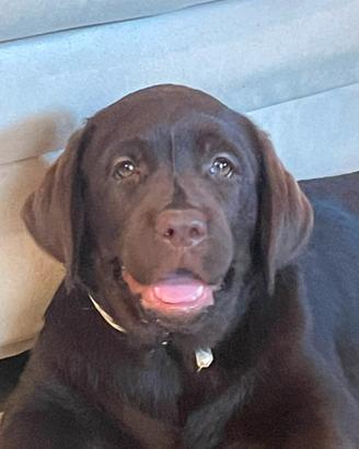 Cucciolo Labrador