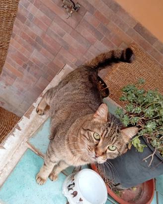 Adozione gatti