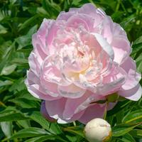 Peonia rosa Mrs. Franklin D. Roosevelt