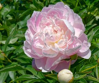 Peonia rosa Mrs. Franklin D. Roosevelt