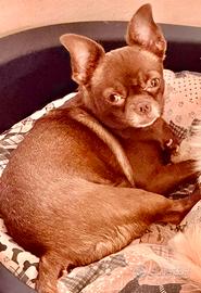 Chihuahua femmina pura