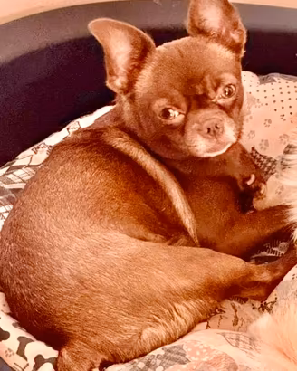 Chihuahua femmina pura