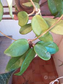 Talea di hoya 