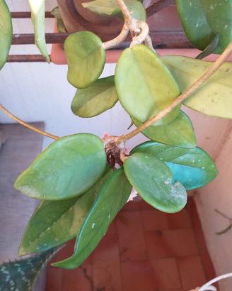 Talea di hoya 