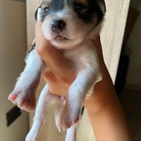 Cuccioli in adozione