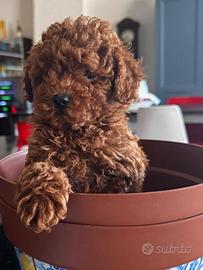 Cuccioli di barboncino toy