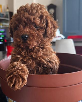 Cuccioli di barboncino toy