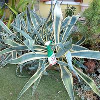 grandissima pianta di agave striata