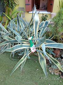 grandissima pianta di agave striata