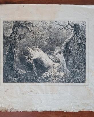 Stampa antica Maremma Romana incisione vintage