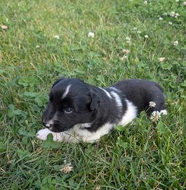 Cuccioli di Border Collie
