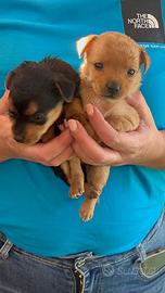 Mini chihuahua pincher toy da borsetta