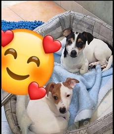 Cuccioli di jack Russel