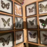Collezione farfalle