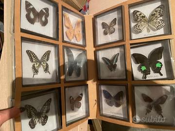 Collezione farfalle