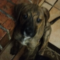 Cucciolo maschio di una dolcezza disarmante