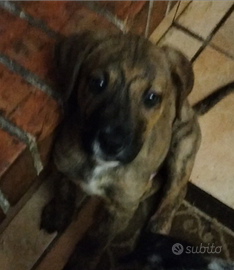 Cucciolo maschio di una dolcezza disarmante