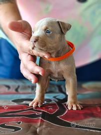 Pitbull