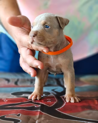 Pitbull