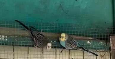 Coppia cocorita