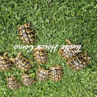 Tartaruga terrestre T. Hermanni 9/10 cm