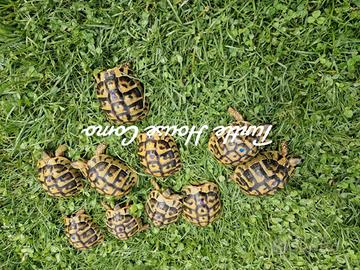 Tartaruga terrestre T. Hermanni 9/10 cm