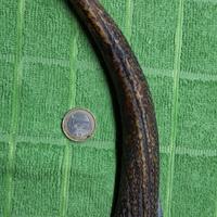 corno di cervo per havana, toscano spuntatura