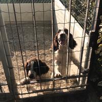 Cuccioli di springer spaniel